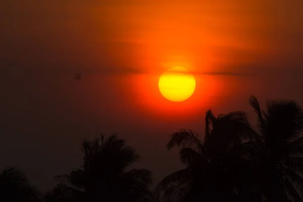 Солнце Медленно Движется Вверх Сияние Сквозь Облака Тонны Кокосов Жизнью — стоковое фото