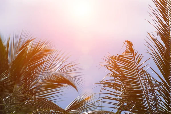 Belle lumière de la nature au coucher du soleil tous les jours — Photo