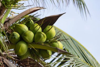 Kumsalda hindistan cevizi.