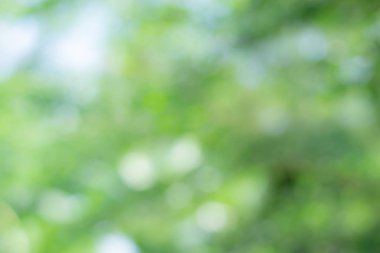 Yeşil bokeh ile doğayı takdir edin