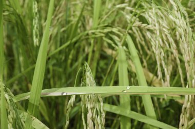 Yeşil pirinç yapraklarındaki su damlacıkları ışığı yansıtıyor, pirinç bitkileriyle yapılan sataşmaları vurguluyor..