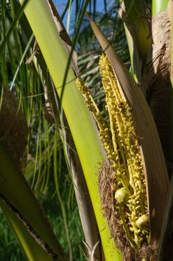 Hindistan cevizlerinin tepesi küçük toplara ayrılıyor, arılar tozlaşıyor..