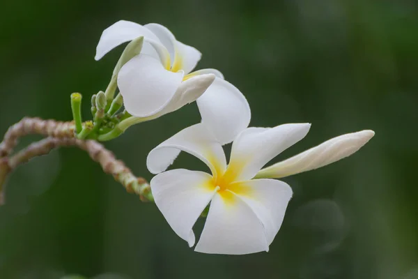 Flores Plumería Blanca Flores Tropicales Fragantes Utilizadas Popularmente Como Flores —  Fotos de Stock