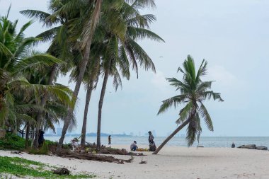 Eylül / 23 / 2020, Hua Hin Belediyesi Resmi Kesimi Hua Hin Sahili, Tayland 'da Turistler için Hindistan Cevizi Ağacı Şubeleri.