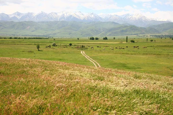 Bella Panoramica Bishkek Con Montagne Tian Shan Del Kirghizistan — Foto Stock