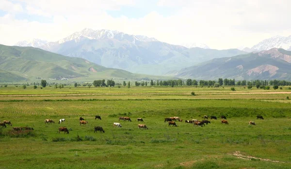 Bella Panoramica Bishkek Con Montagne Tian Shan Del Kirghizistan — Foto Stock