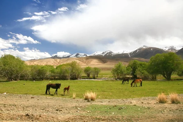 Route Van Prachtige Scenic Uit Bisjkek Naar Naryn Stad Van — Stockfoto