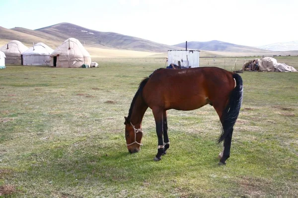 The horse  around ger camp in a large meadow at Song kul lake ,  Naryn of Kyrgyzstan