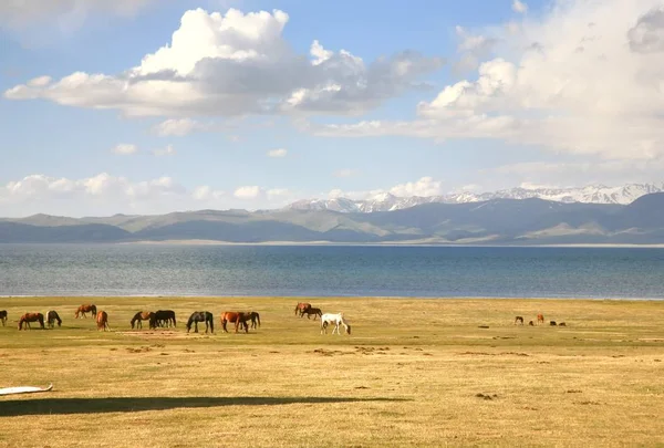 Άλογο Ένα Μεγάλο Λιβάδι Στη Λίμνη Σονγκ Κουλ Naryn Του — Φωτογραφία Αρχείου