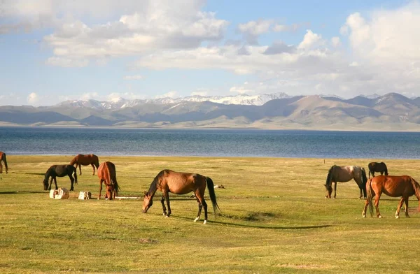 Kırgızistan 'lı Naryn, Song kul Gölü' nde geniş bir çayırdaki at.