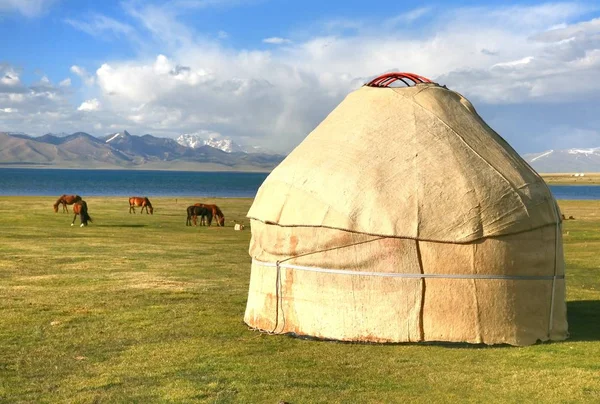 The horse  around ger camp in a large meadow at Song kul lake ,  Naryn of Kyrgyzstan