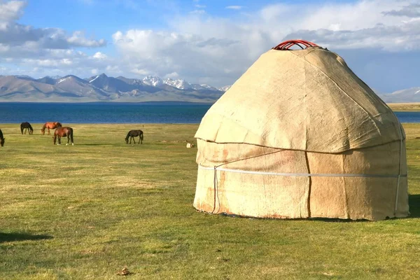 The horse  around ger camp in a large meadow at Song kul lake ,  Naryn of Kyrgyzstan