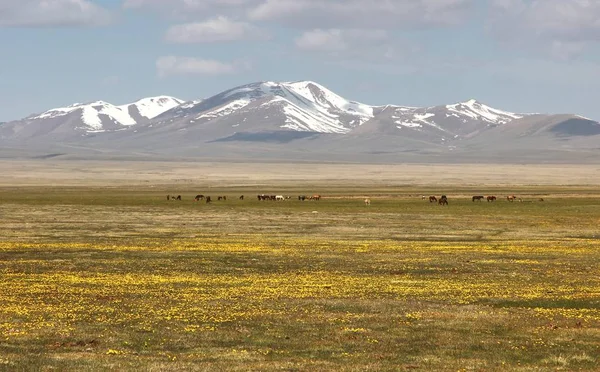 美丽的风景在宋库尔湖 纳林与吉尔吉斯斯坦的天山 — 图库照片