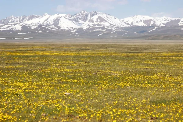 美丽的风景在宋库尔湖 纳林与吉尔吉斯斯坦的天山 — 图库照片