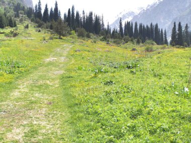 Bishkek Kırgızistan 'ın Tian Shan dağlarındaki Ala Archa Milli Parkı