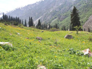 Bishkek Kırgızistan 'ın Tian Shan dağlarındaki Ala Archa Milli Parkı