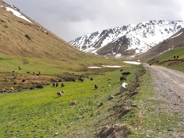 Nationalparken Ala Archa Tian Shan Bergen Bisjkek Kirgizistan — Stockfoto