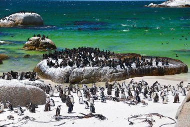 Boulders Sahili 'ndeki Afrika Penguenleri Simon' un Cape Town, Güney Afrika 'daki
