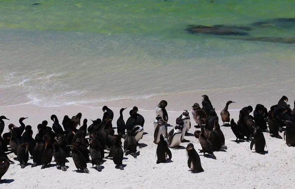 African Penguins Boulders Beach Located Simon Town Ciudad Del Cabo — Foto de Stock