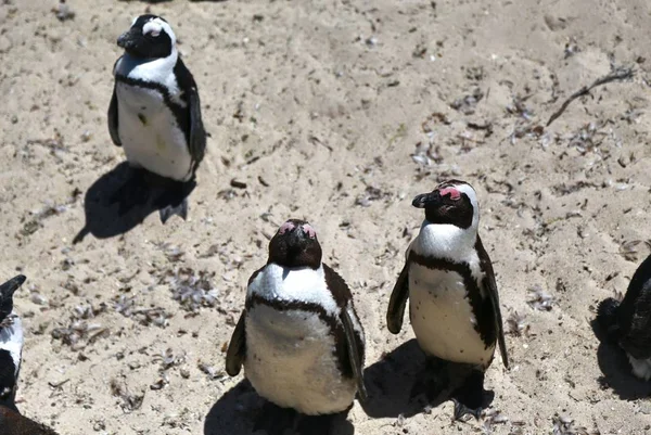 African Penguins Boulders Beach Located Simon Town Ciudad Del Cabo — Foto de Stock