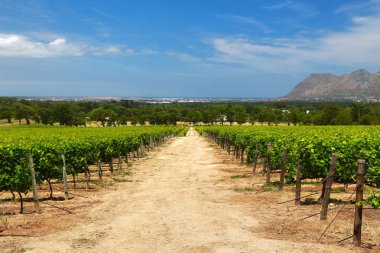 The Wine Farms in cape town , south africa
