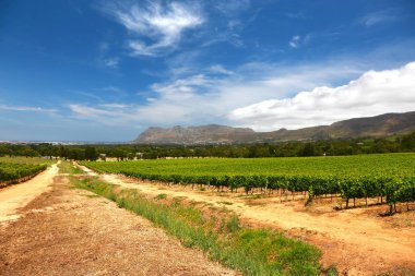 The Wine Farms in cape town , south africa