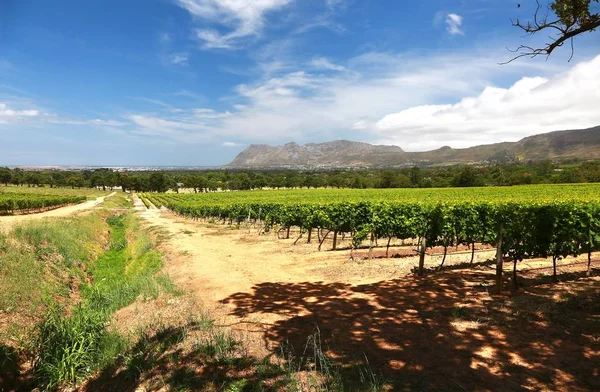 Wine Farms w Cape Town, Republika Południowej Afryki — Zdjęcie stockowe