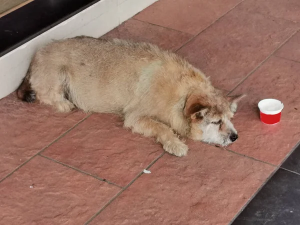 Biedny Pies Ulicy — Zdjęcie stockowe