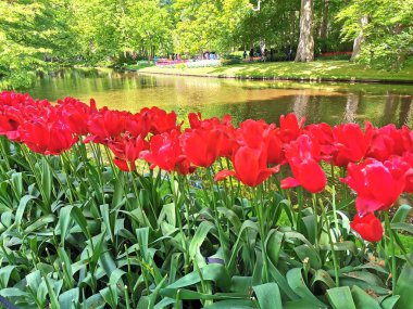  Lisse, Hollanda'da bulunan dünyanın en büyük çiçek bahçelerinden biri olan Keukenhof'taki çiçek bahçesi