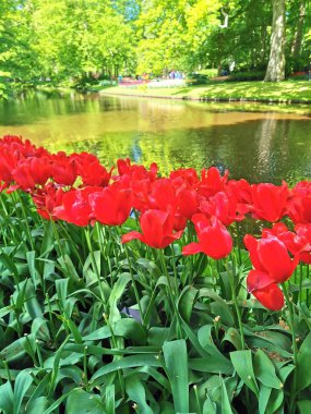  Lisse, Hollanda'da bulunan dünyanın en büyük çiçek bahçelerinden biri olan Keukenhof'taki çiçek bahçesi