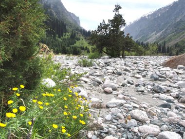 Bishkek Kırgızistan Ala Archa Ulusal Parkı