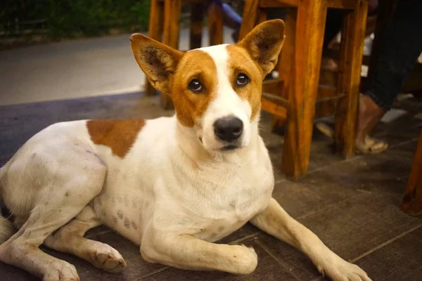 Povero Cane Sdraiato Sul Ciglio Della Strada — Foto Stock