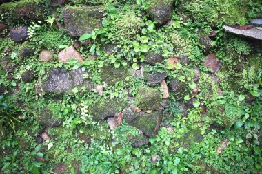 Ormandaki kayalarda yosun var.