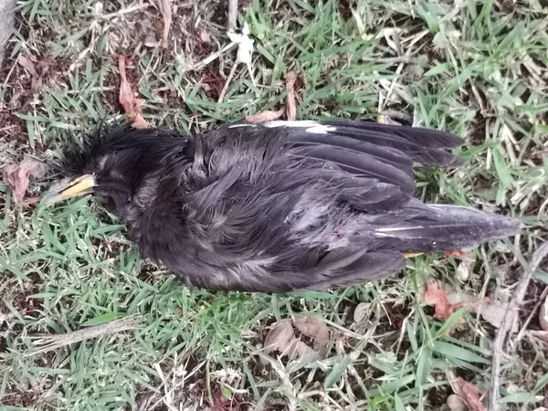 Muerte Pájaro Una Calle — Foto de Stock