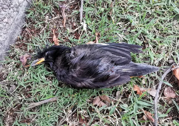 Muerte Pájaro Una Calle —  Fotos de Stock