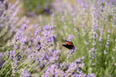 Bir kelebek lavanta çiçekleri üzerinde uçuş