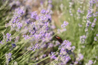 Bir kelebek lavanta çiçekleri üzerinde uçuş