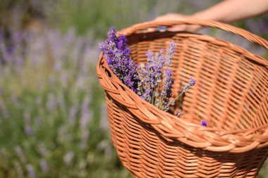 Lavanta bir bisiklet üzerinde hasır sepet içinde bir buket