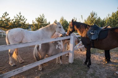 Atları ile birlikte bir midilli çiftlikte