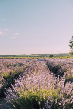 Gün batımında açan lavanta tarlaları