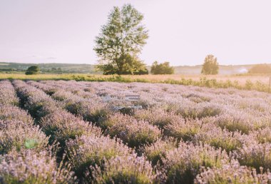Gün batımında açan lavanta tarlaları