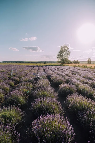 Fileiras Florescentes Campo Lavanda Pôr Sol — Fotografia de Stock