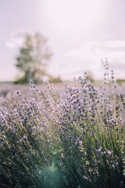 Blommande Rader Lavendel Fält Vid Solnedgången Royaltyfria Stockbilder