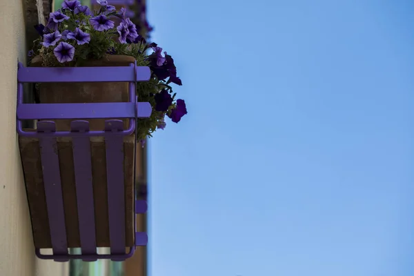 A planter Box on the wall with Violet flowers and blue Sky in the Background
