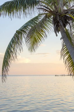 Tropical island background of palm trees at sunrise in the Caribbean clipart
