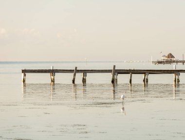 Eski ahşap gibi manzara seyahat kuş ile sakin su üzerinde yerleştirme
