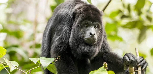 Black Howler Monkey Sitting Forest — Stock Photo, Image