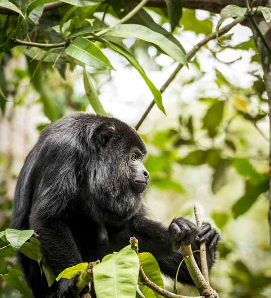 Mono Aullador Negro Sentado Bosque — Foto de Stock