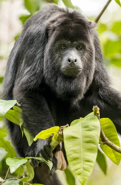 Singe Hurleur Noir Assis Dans Forêt — Photo