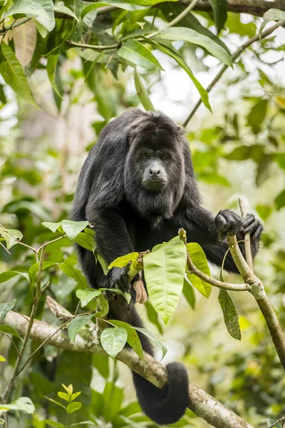 Mono Aullador Negro Sentado Bosque — Foto de Stock